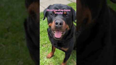 This song is pure happiness 😊💖🐕 #dogs #puppy #cute