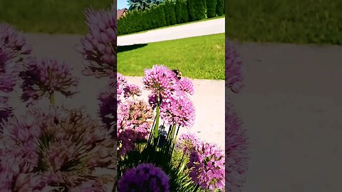 Morning Flowers 🌹 #art #nature