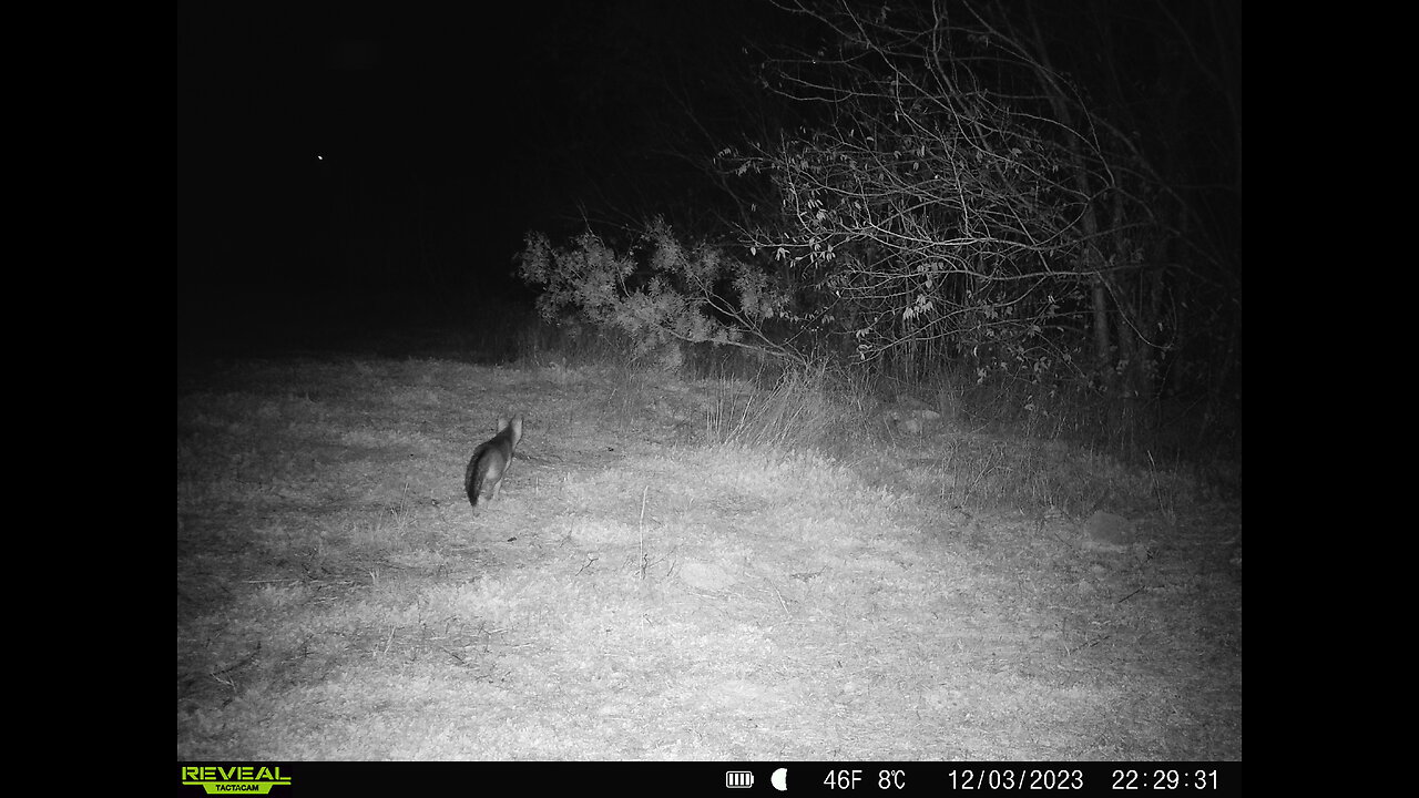 Last night's footage of the fox field.