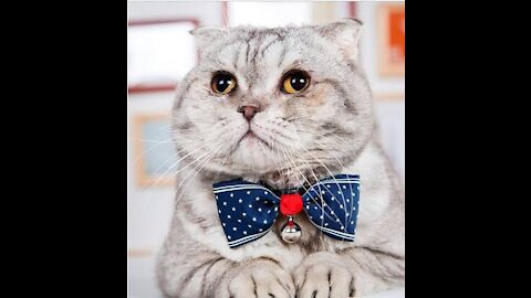 Cat In Tie Going Looking For His First Job - Tiktok Cats (Funny Animals #357)