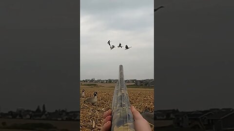 Multiple Geese DROPPING From the SKY 😳😳 #goosehunting #waterfowl #waterfowlhunting #birddog