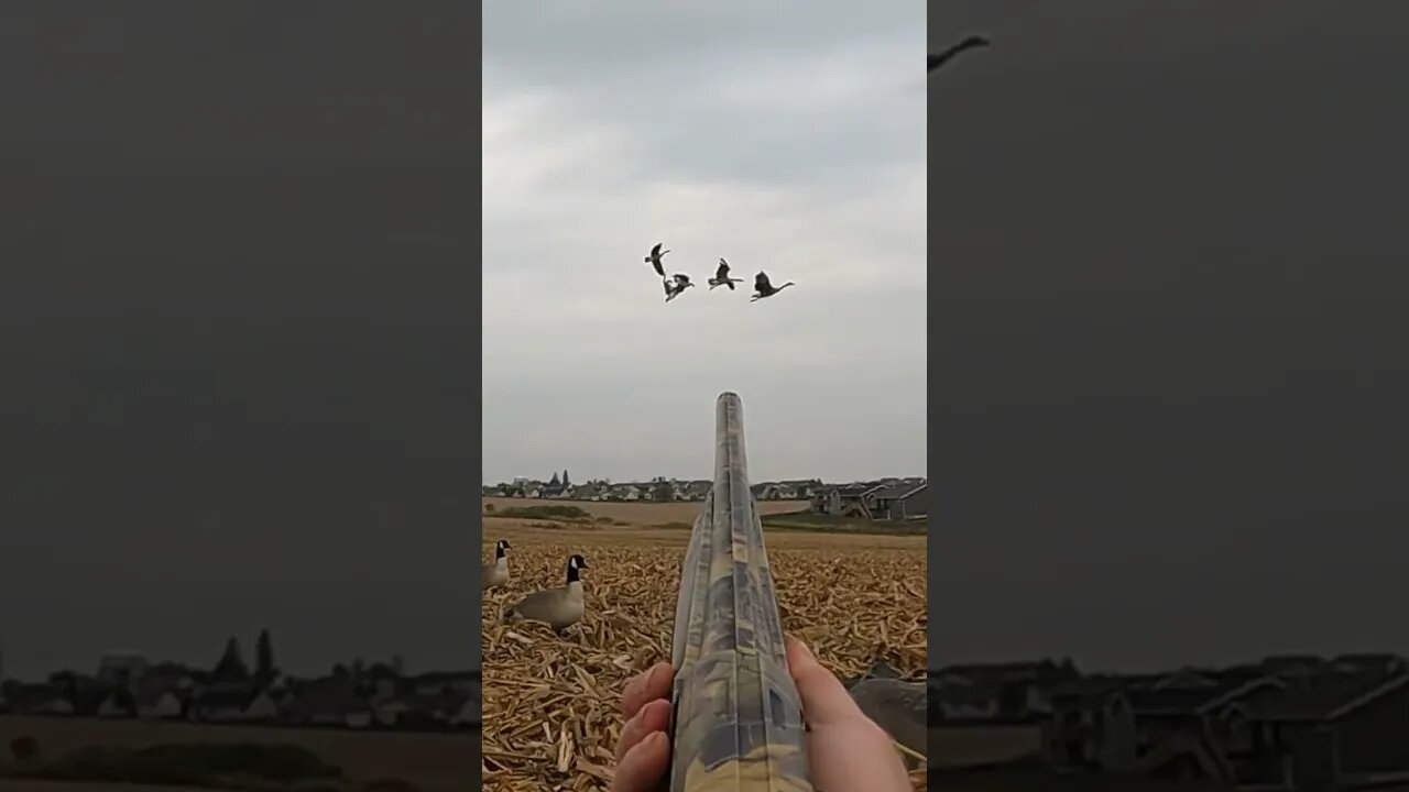 Multiple Geese DROPPING From the SKY 😳😳 #goosehunting #waterfowl #waterfowlhunting #birddog
