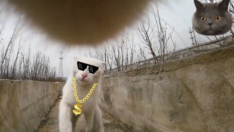 Bring a cat webcam to show you the complex social network of cats