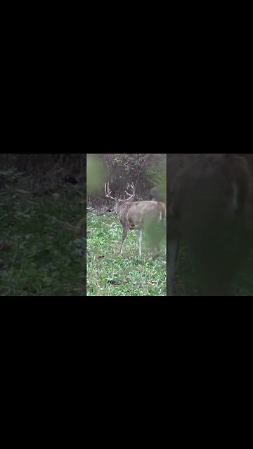 Big buck chasing a doe #shorts #deer #deerhunting #biology