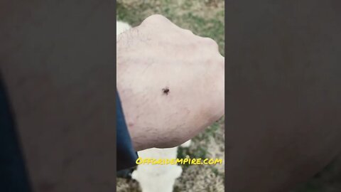 Ticks in March, eh?