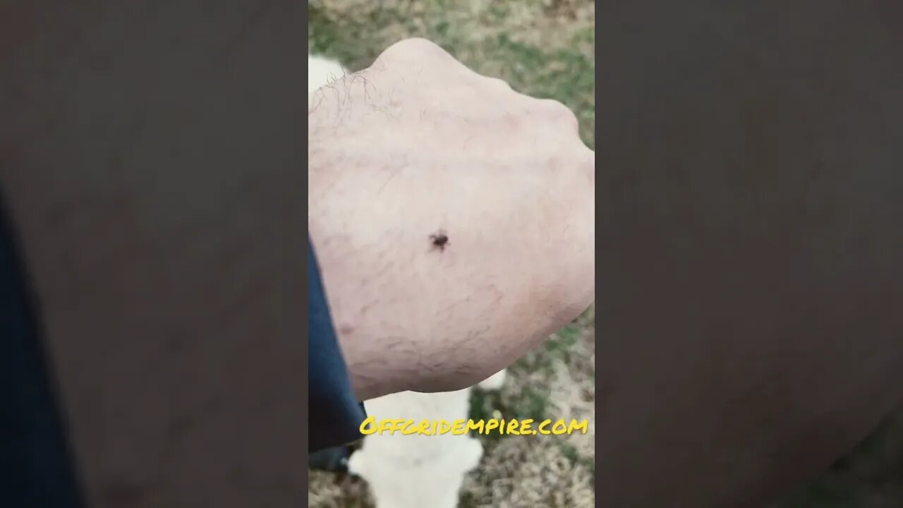 Ticks in March, eh?
