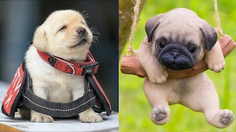 Cute Puppies and Funny Smart Dogs