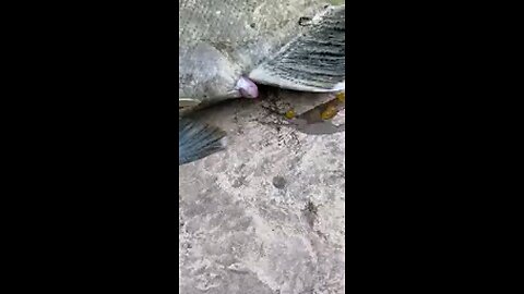 Speed ​​of fish spawning
