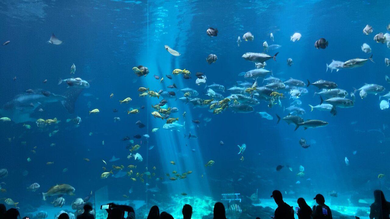 Georgia Aquarium