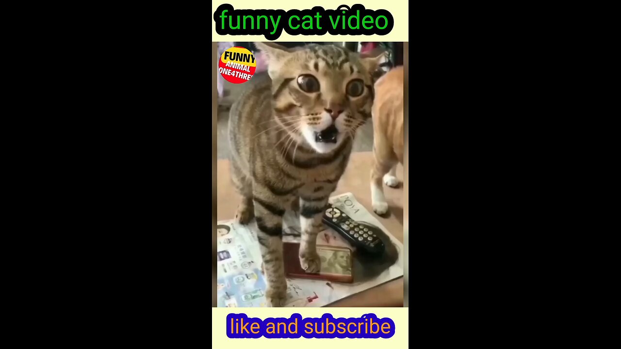 funny cat video shot