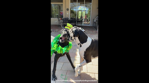 Great Danes Have Feather Flying Fun Celebrating St Patty's Day
