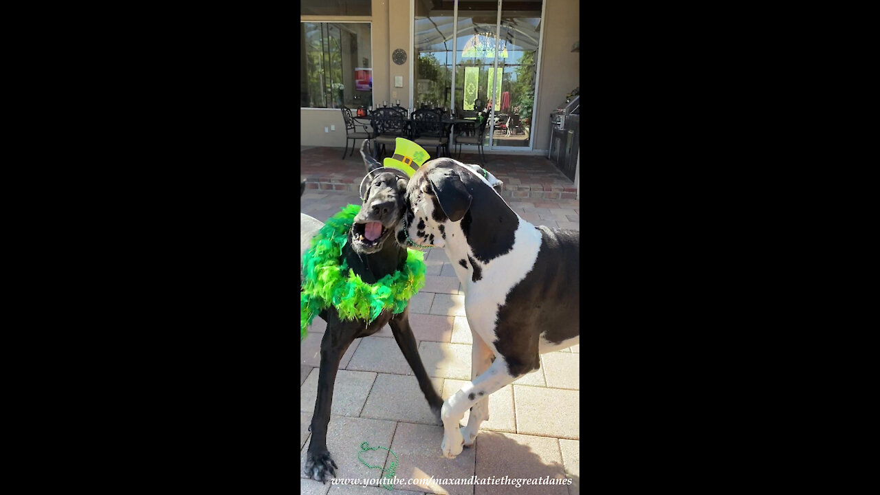 Great Danes Have Feather Flying Fun Celebrating St Patty's Day