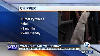 Chipper and Isabella each need a "FURever" homes