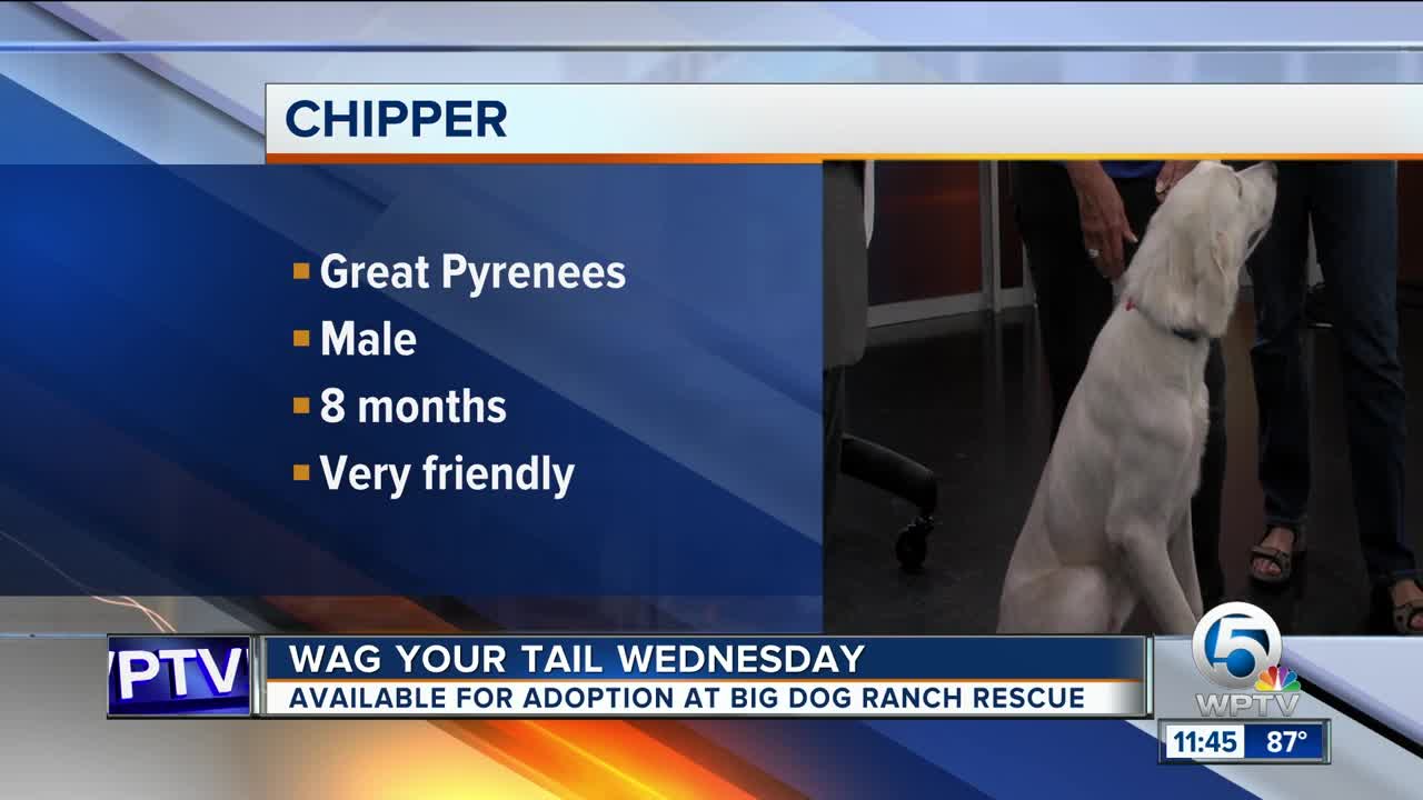 Chipper and Isabella each need a "FURever" homes