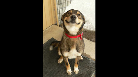 THE MOST CUTE AND FUNNY ANIMALS IN THE WORLD