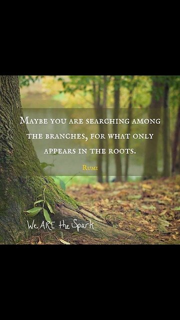 Forty year old sequoia bonsai grove 😃😃😃