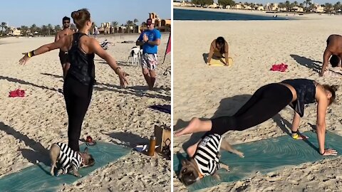 French bulldog at yoga workout class