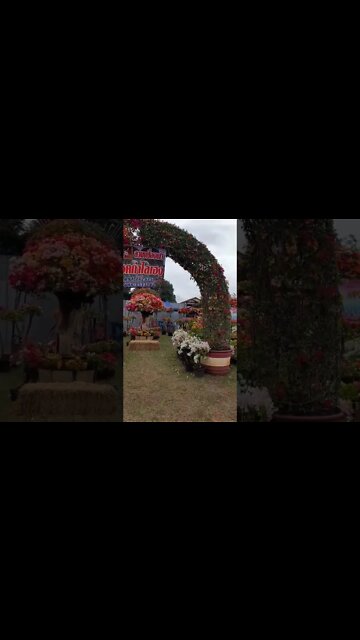 #festival #festivals #flowers #fashion #nongbunmak