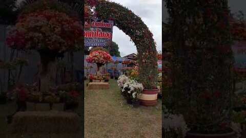 #festival #festivals #flowers #fashion #nongbunmak