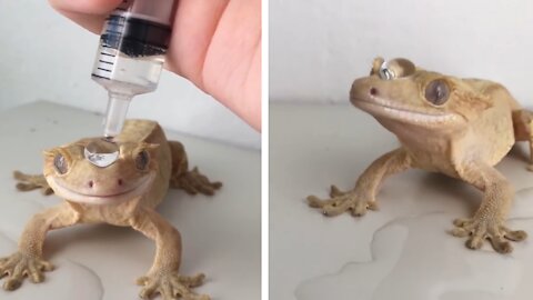 Owner_Gives_Her_Gecko_a_Water_Droplet_Crown