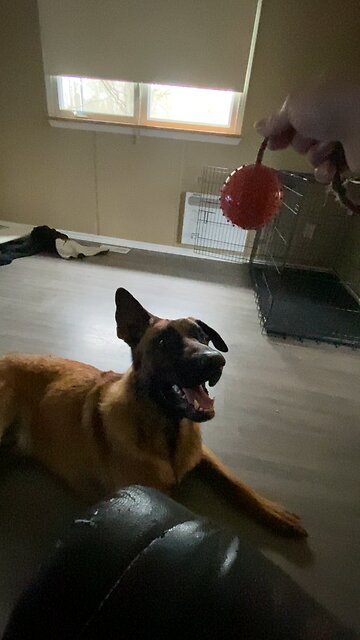 My dog and his reward toy