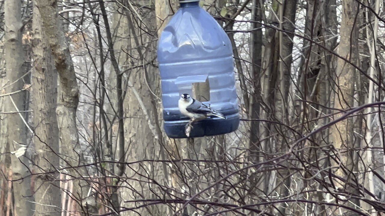 White Breasted Nuthatch