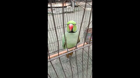 nice parrot