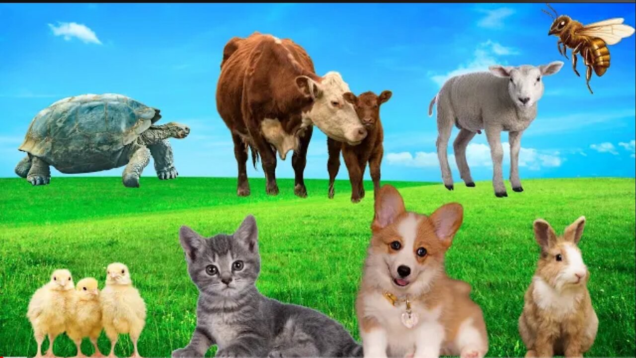 Cute Little Animals - Kittens, Puppies, Chickens, Turtles, Rabbits, Bees - Animal Sounds