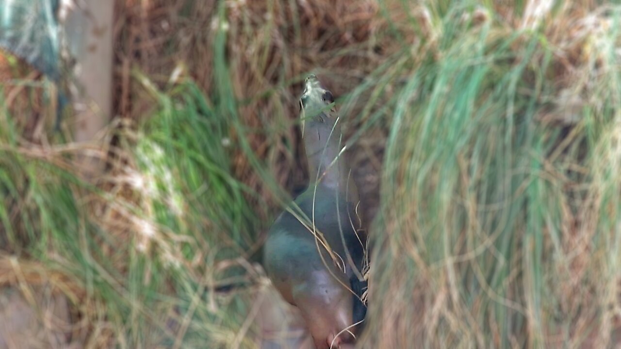 Young rescued Sea Lion has a escape plan!