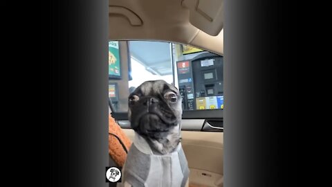 pug funny behaviour compilation🤣❤😍