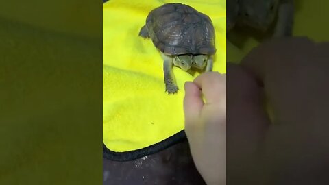 Two headed turtle #trendingshorts #shorts