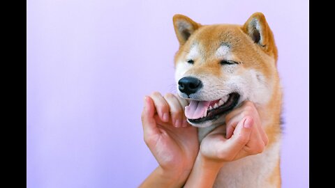 A Man Playing With His White Dog