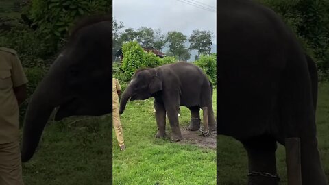 Sad Cute Baby Elephant | let them free 😰😭|Mudumalai forest camp