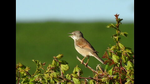 Day 7 of #30DaysWild 2022 - Warbling Whitethroat