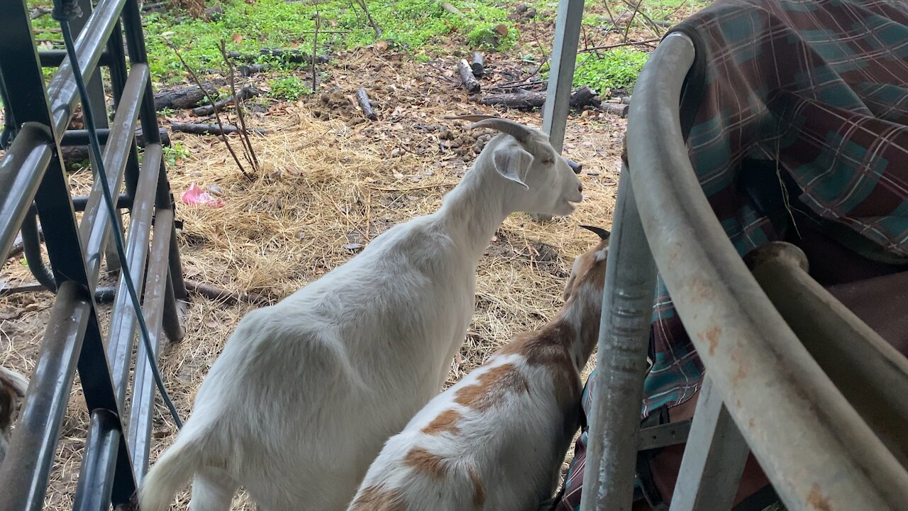 Bad goat tries to destroy horse hay…AGAIN!