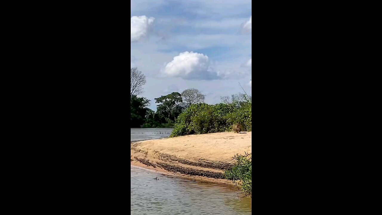 wildlife