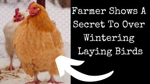 How to Keep Chickens Through The Winter!