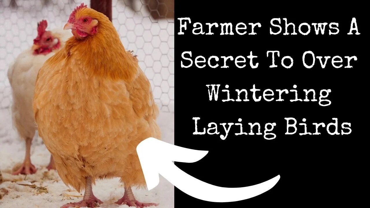 How to Keep Chickens Through The Winter!