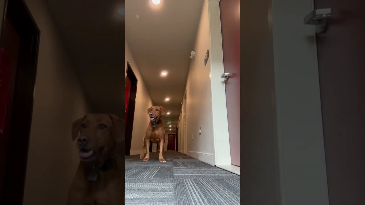 Rusty my Fox Red Lab is ball obsessed! Hall ball on a rainy day. #foxredlab #labrador