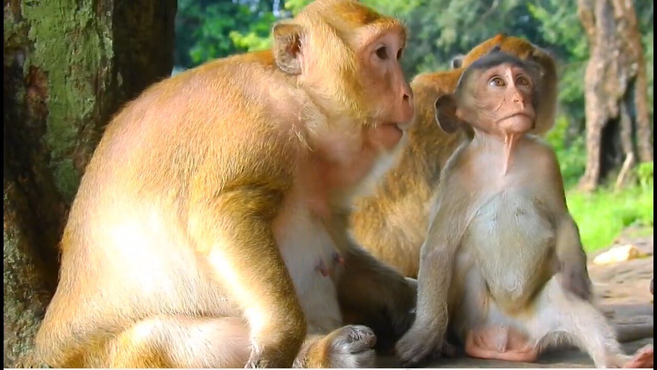 Mother And Baby Monkeys