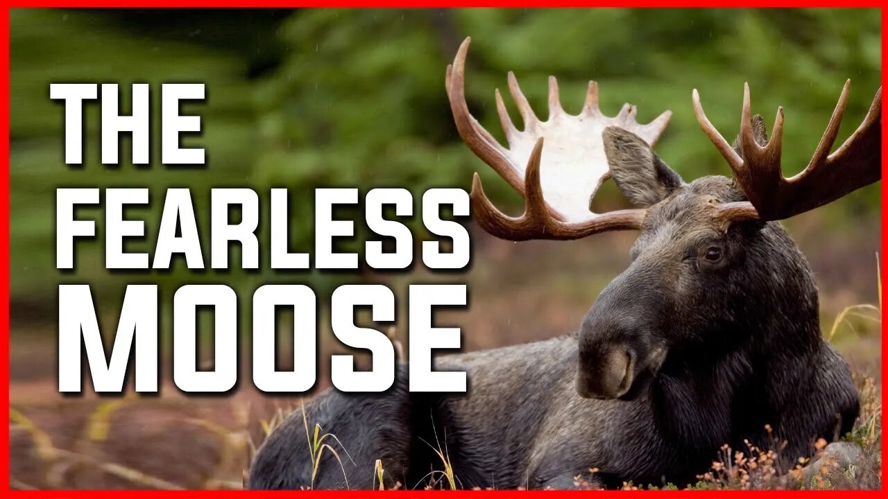 THE FEARLESS MOOSE | MOOSE | FEARLES ANIMAL | JUNGLE |ANIMAL | NATURE