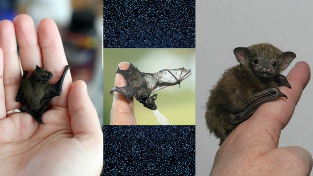 Bumblebee Bat The World's Smallest Mammal