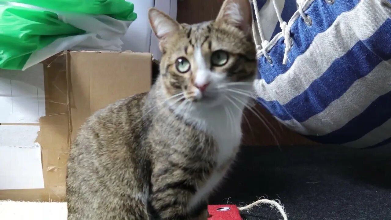 The Cat Sits Next to His Cardbord Boxes