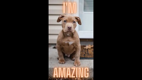 Adorable Pitbull Compilations