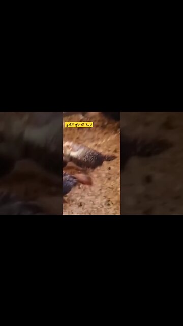 تربية الدجاج البلدي الأسود كيوت روعة