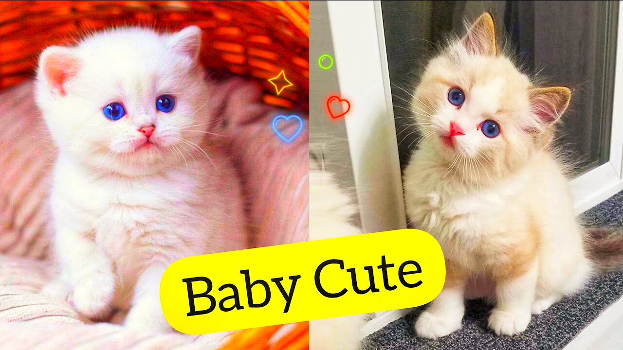 Baby Cats 🥰Cute and Funny Cat Videos Compilation