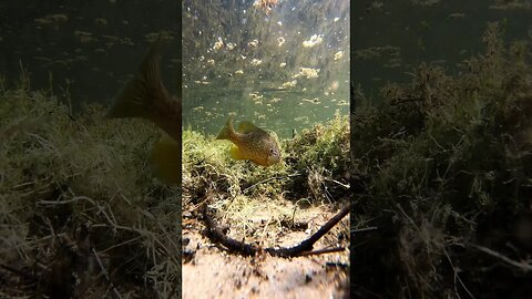 Fish bed time lapse