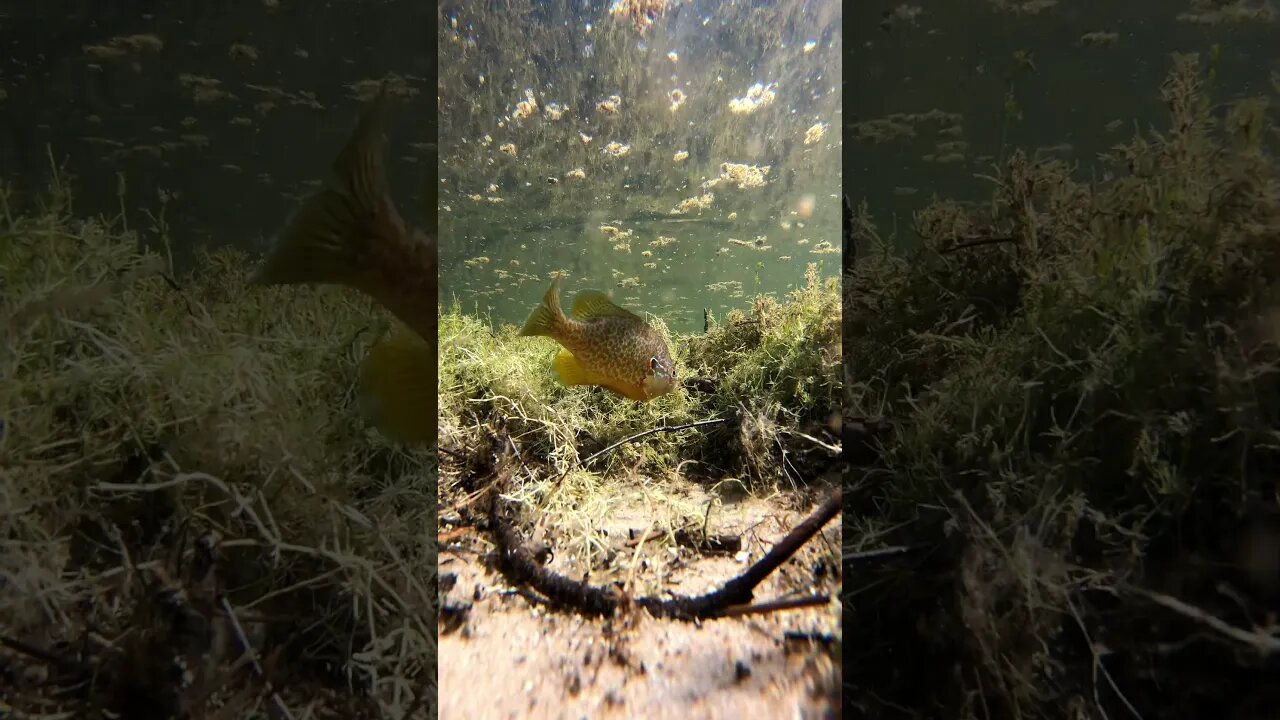 Fish bed time lapse