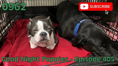 [0962] GOOD NIGHT PUPPIES - EPISODE 405 [#dogs #doggos #doggos #puppies #dogdaycare]