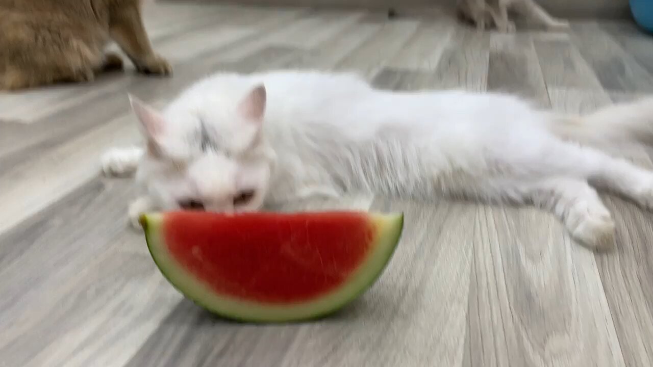 Funny Video| Cat eating watermelon 🤣🍉